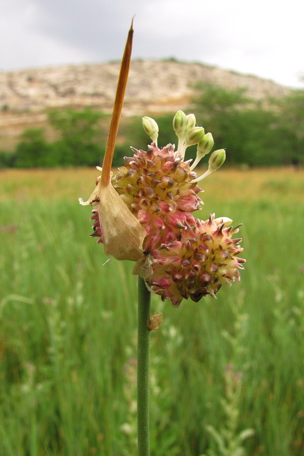 Image of Allium vineale specimen.