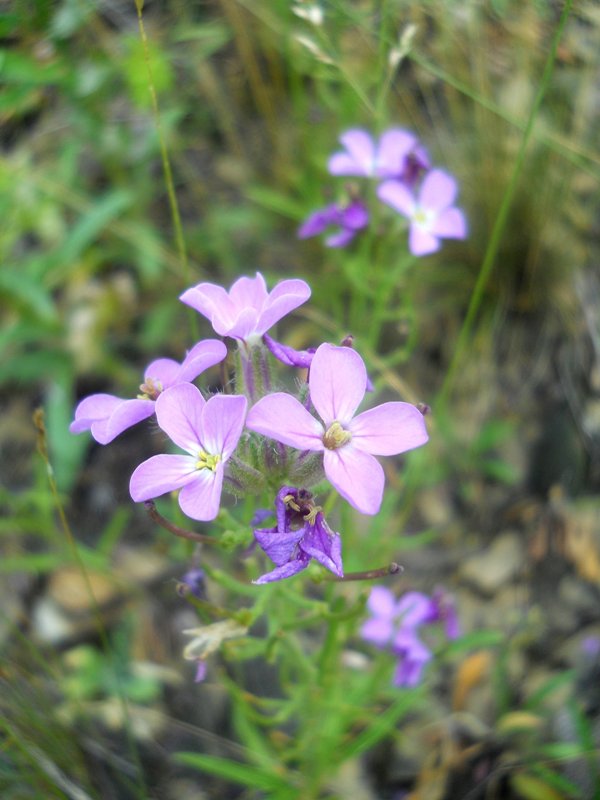 Image of Clausia aprica specimen.