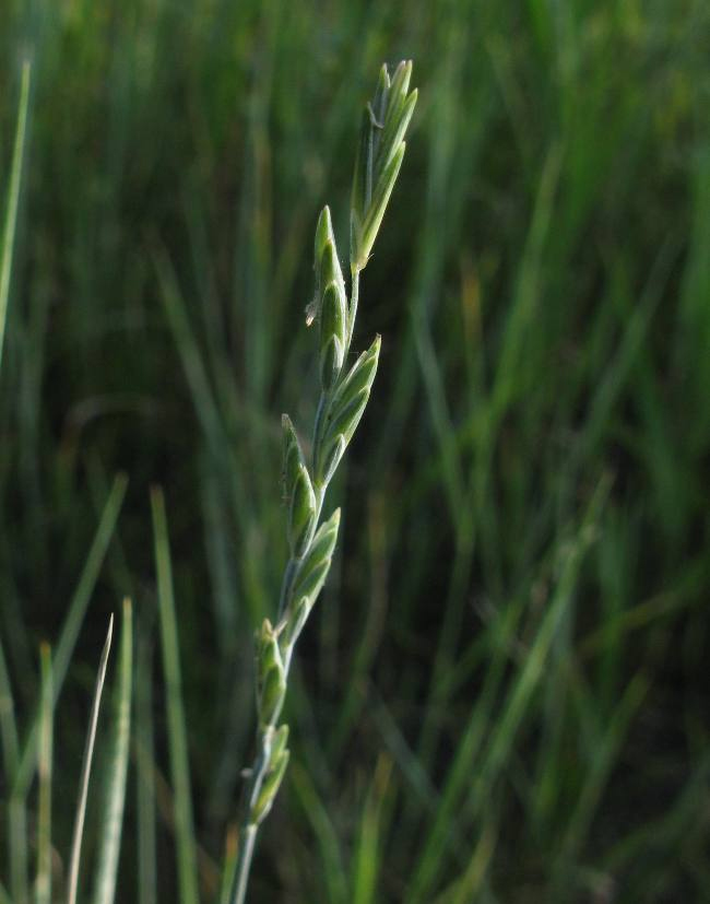 Image of Elytrigia lolioides specimen.