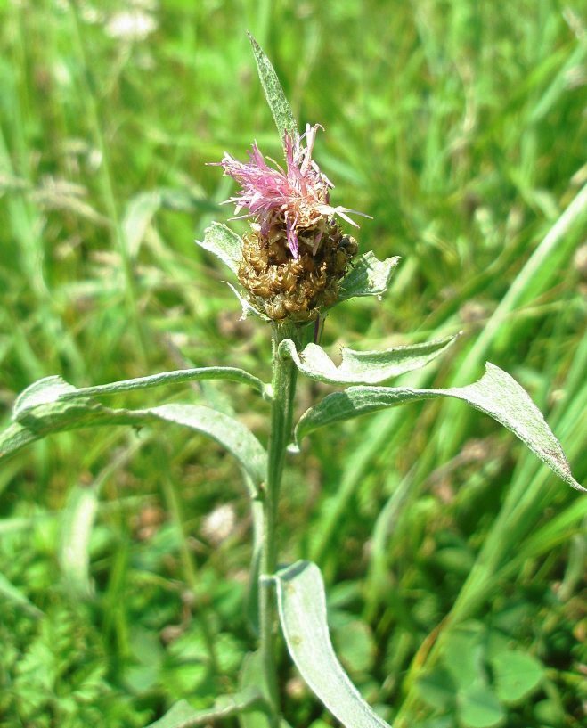 Image of Centaurea jacea ssp. substituta specimen.