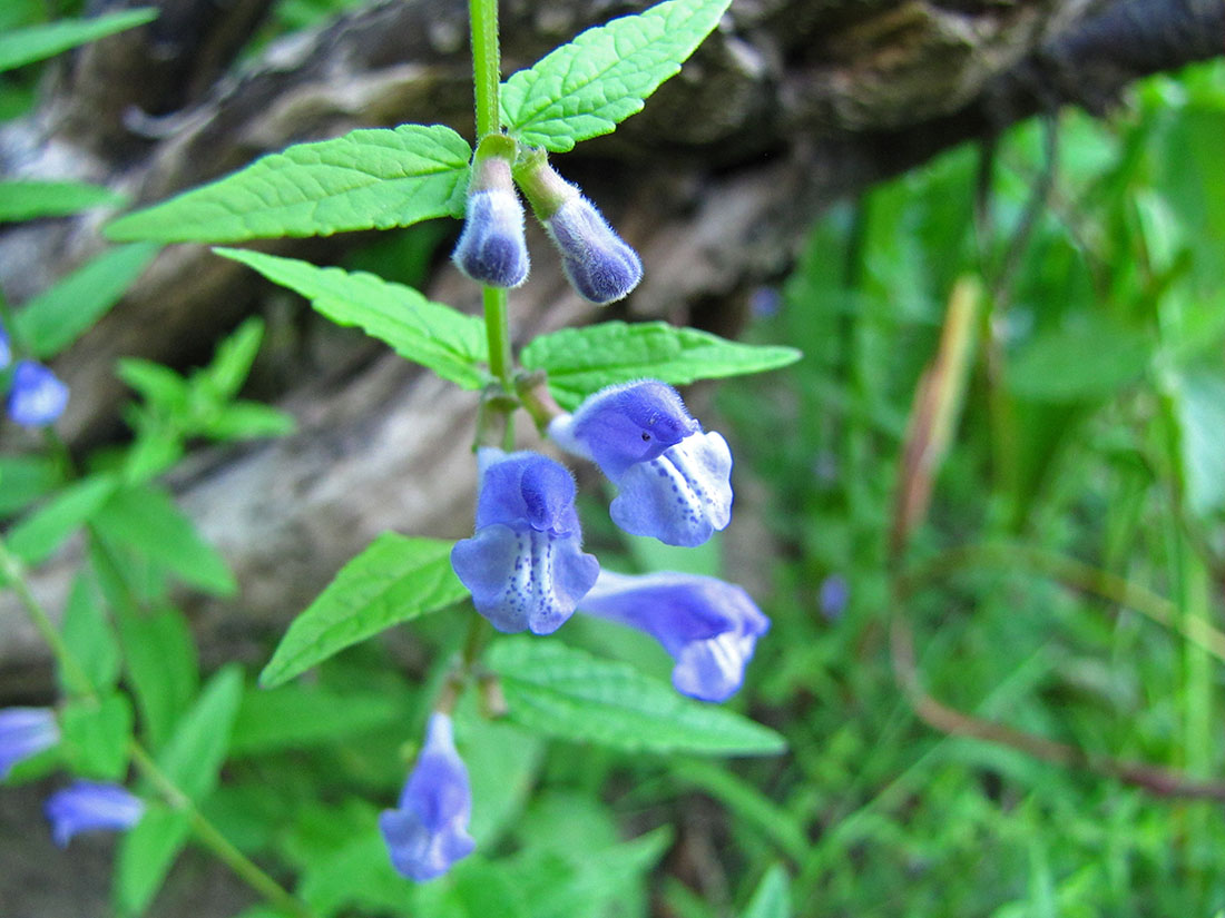 Изображение особи Scutellaria galericulata.