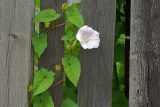 Calystegia spectabilis. Побег с цветком. Московская обл., Раменский р-н, Хрипань, дачный участок. 22.07.2007.