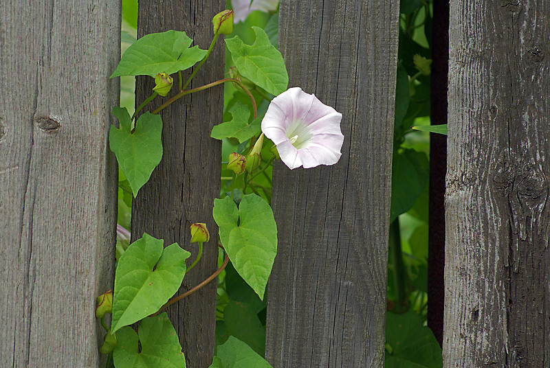 Изображение особи Calystegia spectabilis.