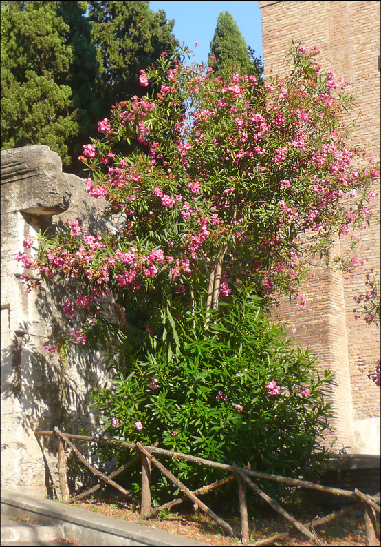 Image of Nerium oleander specimen.