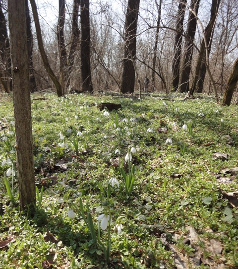 Изображение особи Galanthus graecus.