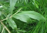 Salix gmelinii. Молодой побег. Ярославская обл., Некоузский р-н, пос. Новый Некоуз, берег р. Ильд. 15.06.2011.