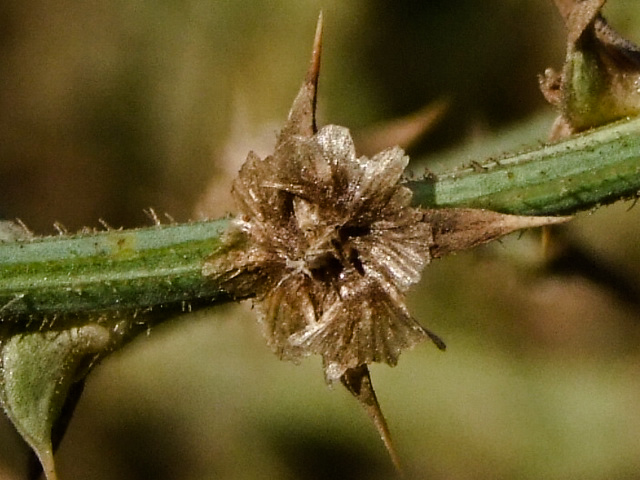 Image of Salsola pontica specimen.