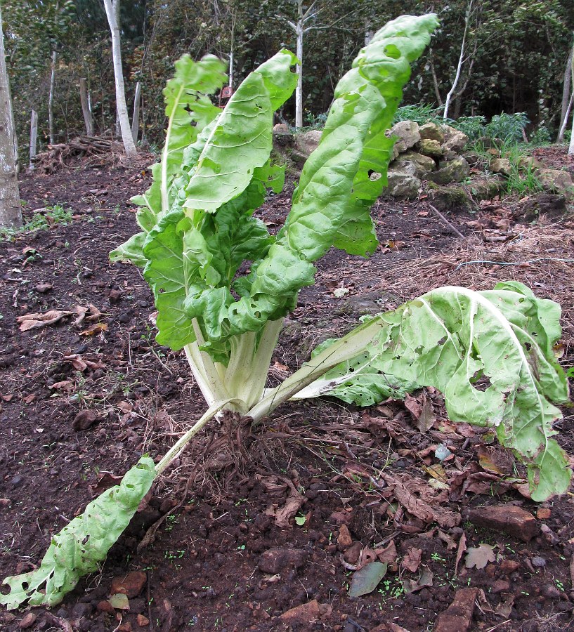 Image of Beta vulgaris ssp. cicla specimen.