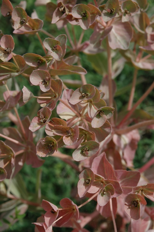 Image of Euphorbia ferganensis specimen.