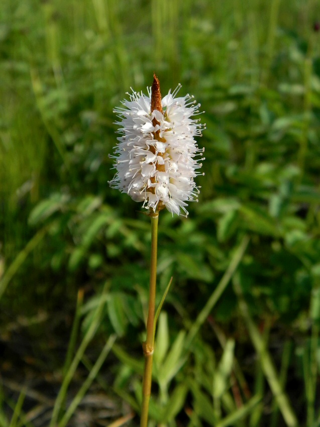 Image of genus Bistorta specimen.