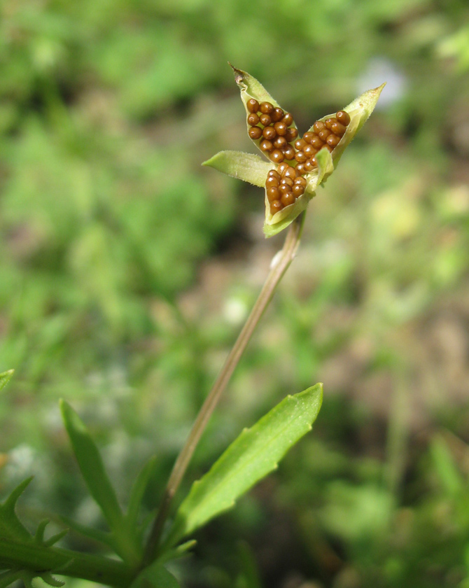 Image of Viola kitaibeliana specimen.