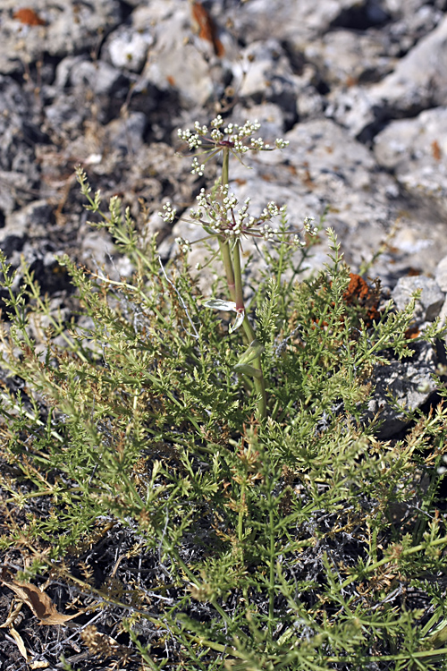 Image of Schrenkia congesta specimen.