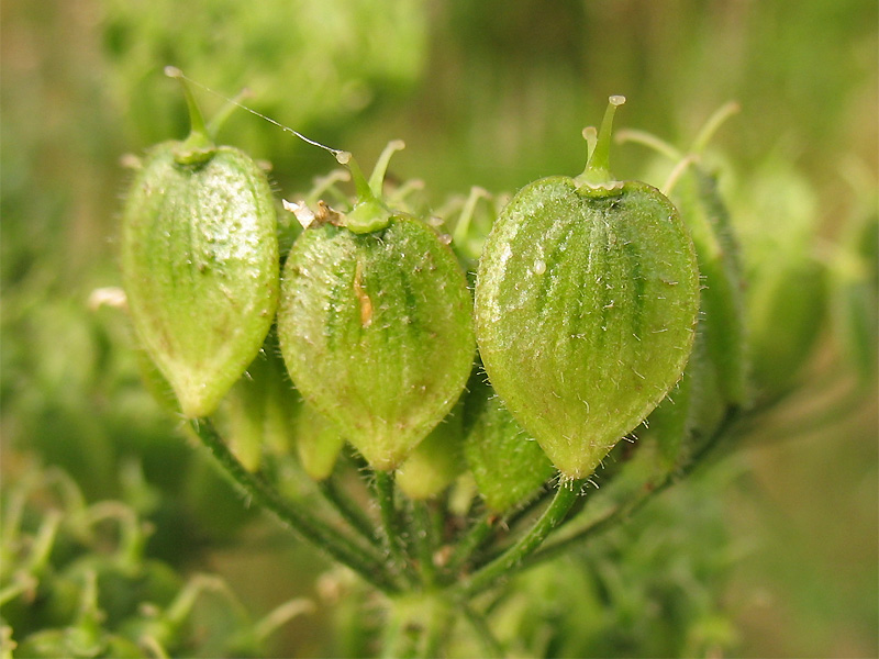 Image of Heracleum sphondylium specimen.