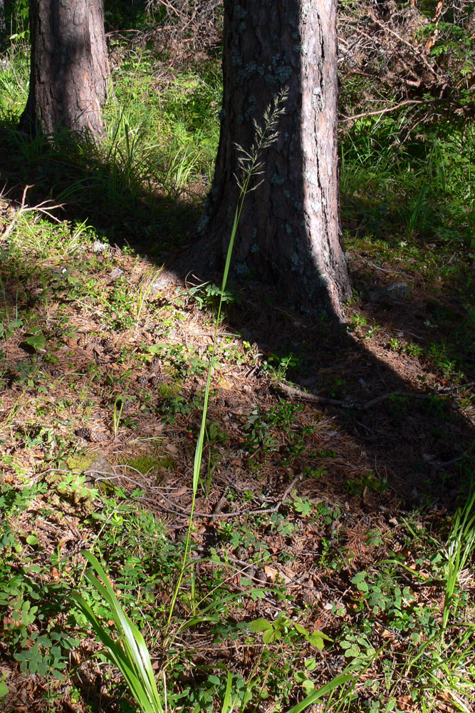 Изображение особи Calamagrostis arundinacea.