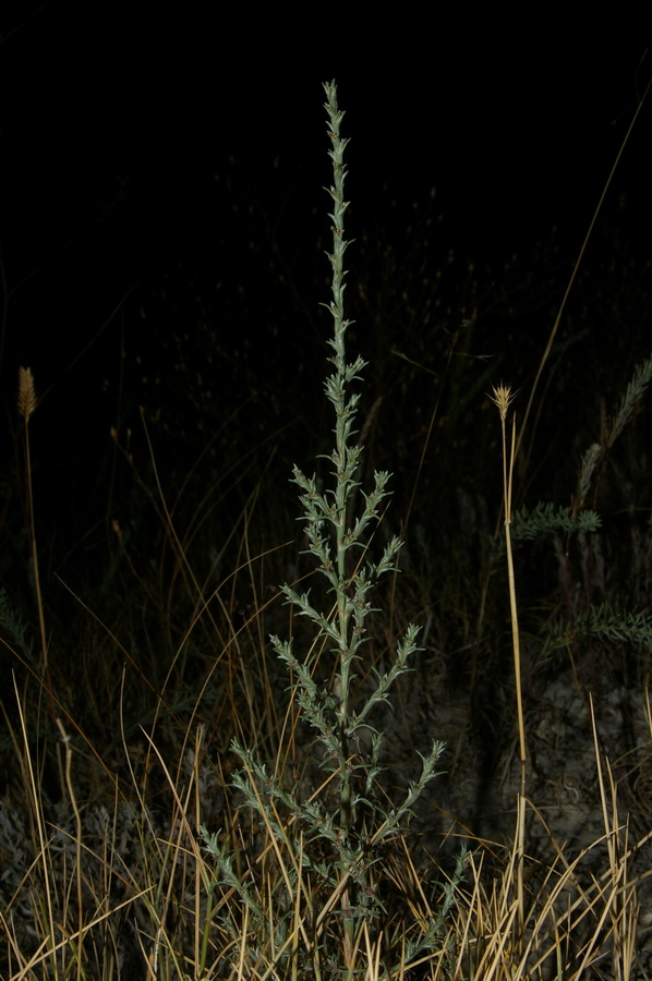 Image of Salsola tamariscina specimen.
