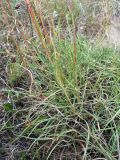 Gypsophila glomerata