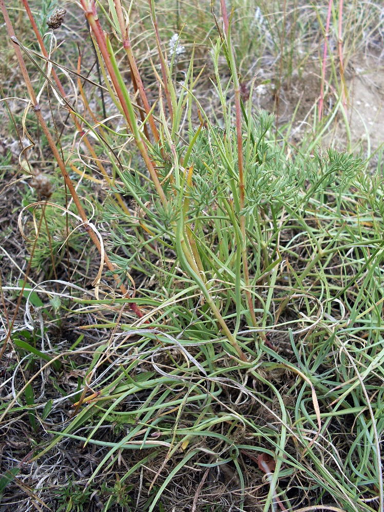 Изображение особи Gypsophila glomerata.