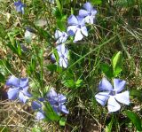 Vinca minor