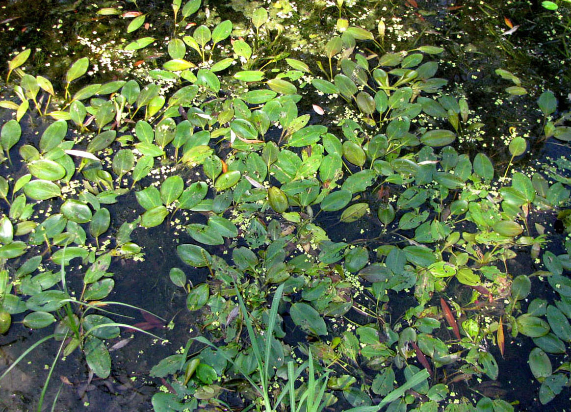 Image of Potamogeton nodosus specimen.