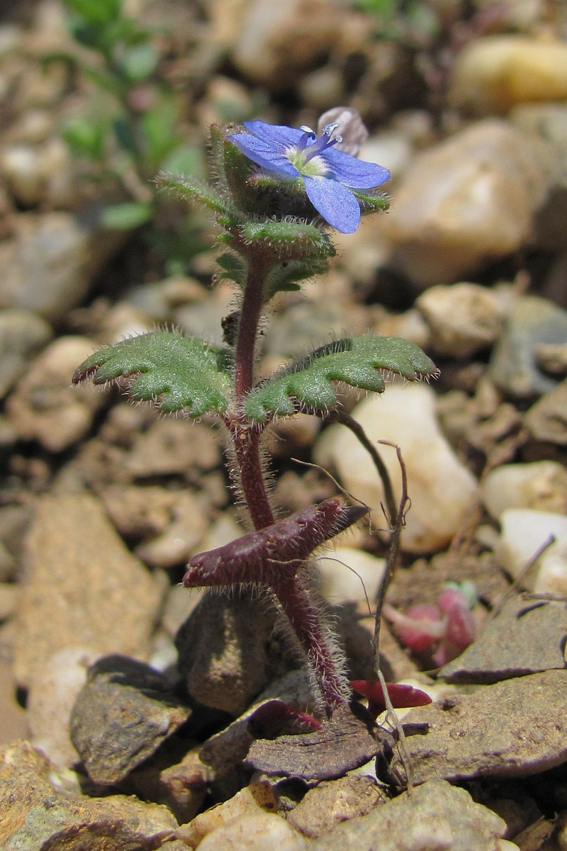 Image of Veronica praecox specimen.