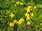 Hemerocallis middendorffii