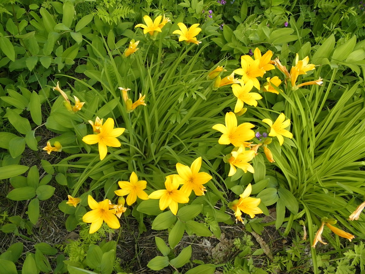 Image of Hemerocallis middendorffii specimen.