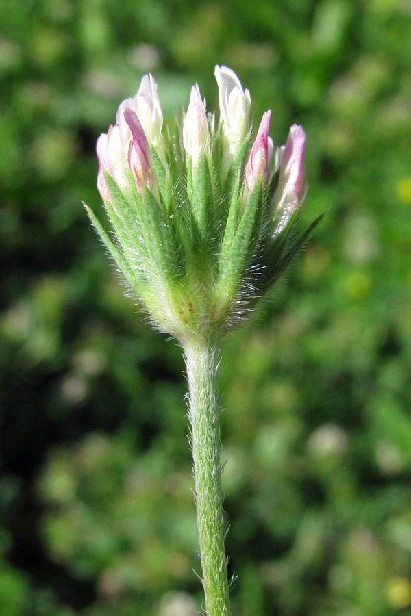 Изображение особи Trifolium leucanthum.