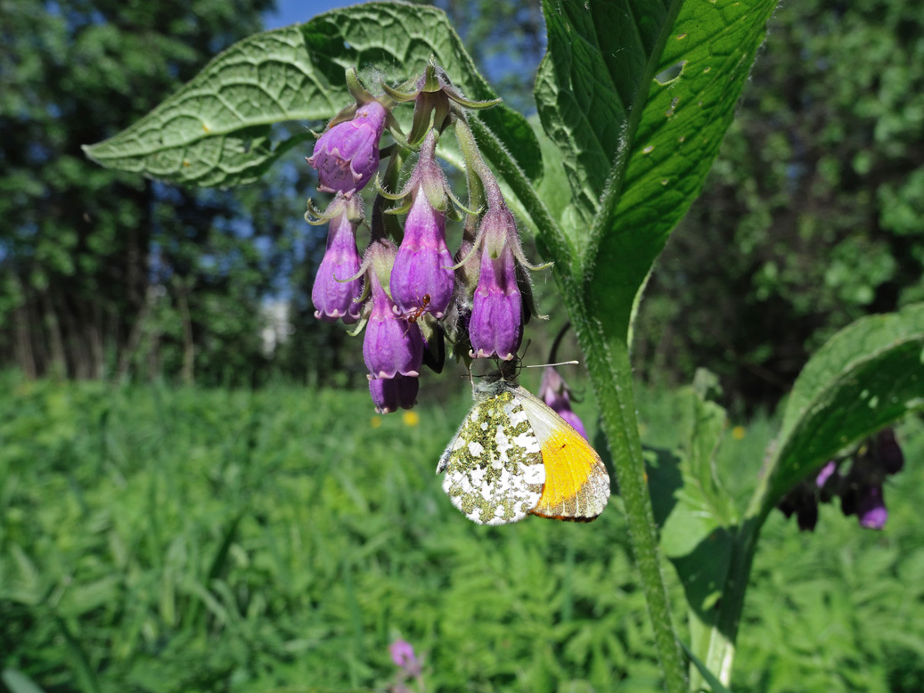 Image of Symphytum officinale specimen.
