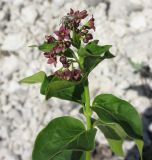 Vincetoxicum fuscatum. Верхушка цветущего растения с охотящимся пауком. Крым, Бахчисарайский р-н, гора Тепе-Кермен. 19.05.2012.