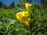 Lilium monadelphum