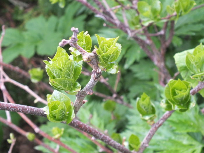 Изображение особи Schisandra chinensis.