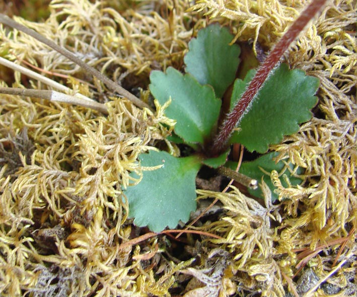 Image of Micranthes nivalis specimen.