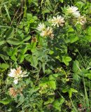 Trifolium spryginii