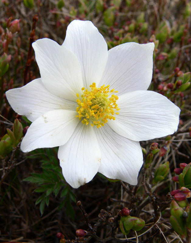 Image of Pulsatilla scherfelii specimen.