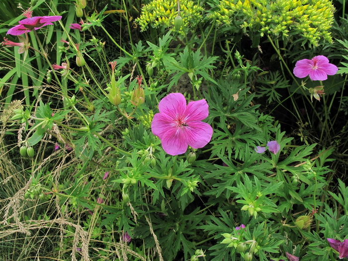 Image of Geranium soboliferum specimen.