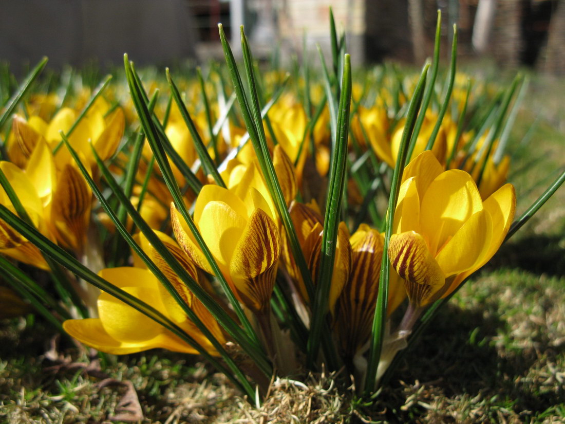 Image of Crocus chrysanthus specimen.