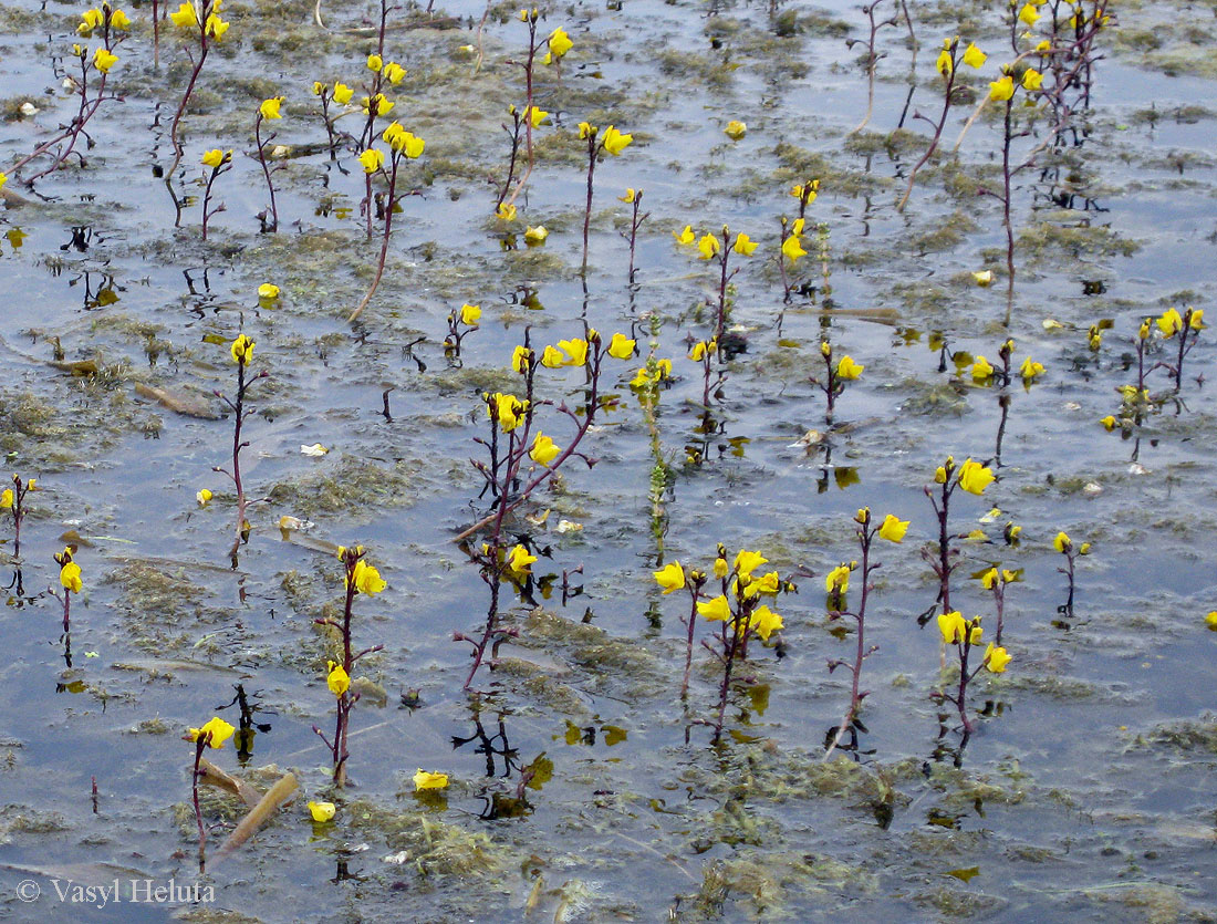 Image of Utricularia vulgaris specimen.