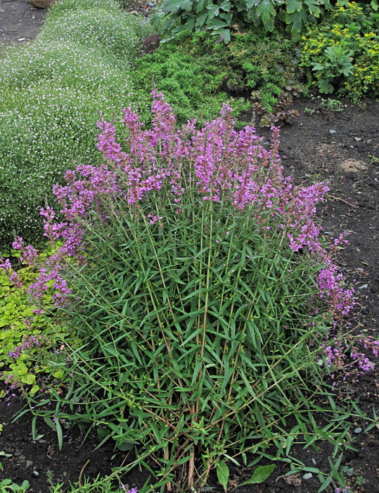 Image of Lythrum salicaria specimen.