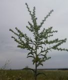 Lappula squarrosa. Общий вид растения. Луганская обл., Краснодонский р-н, меловые холмы возле пгт Новосветловка. 27.06.2012.