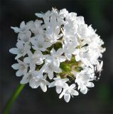 Valeriana alpestris