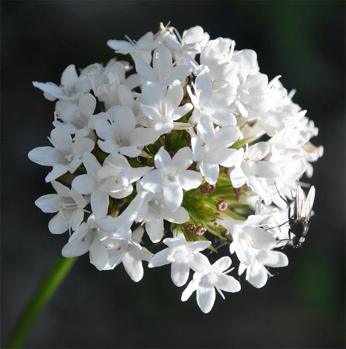 Image of Valeriana alpestris specimen.