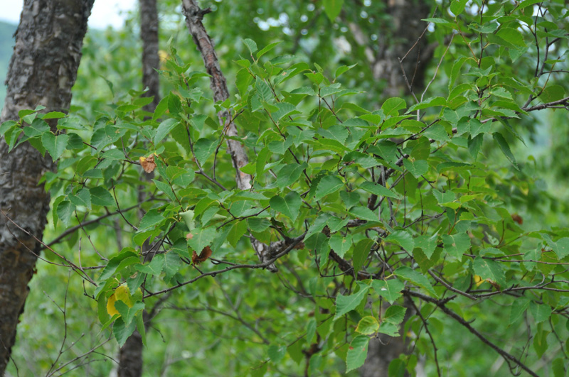 Image of Betula dauurica specimen.