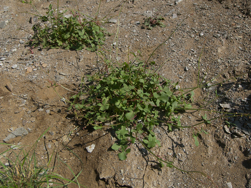 Image of Rumex hastifolius specimen.