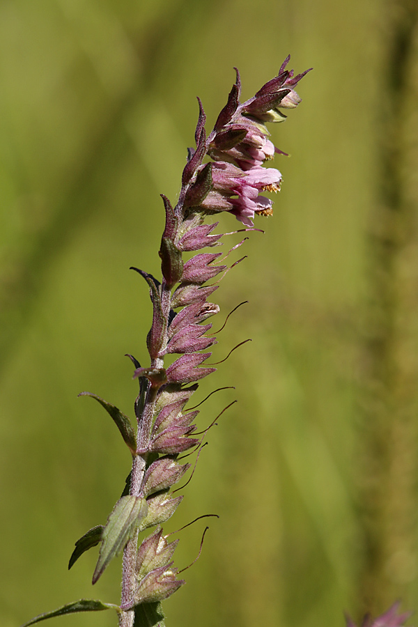 Изображение особи Odontites vulgaris.