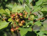 Crataegus dahurica