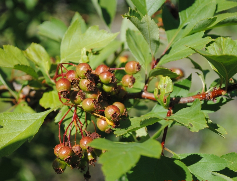 Image of Crataegus dahurica specimen.