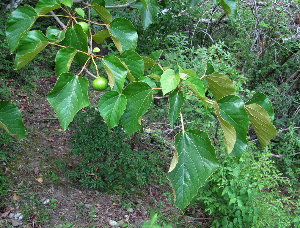 Изображение особи Vernicia fordii.