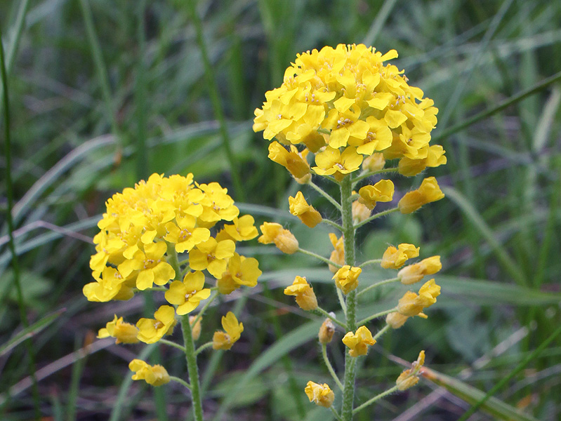 Изображение особи Alyssum trichostachyum.