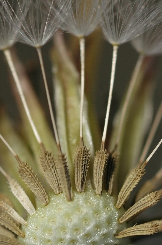 Image of Taraxacum kok-saghyz specimen.