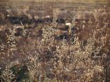 Artemisia vulgaris. Сухие прошлогодние побеги с остатками соплодий. Ленинградская область, Всеволожский район, окрестности посёлка Мурино, железнодорожная станция Девяткино. 26 апреля 2009 г.